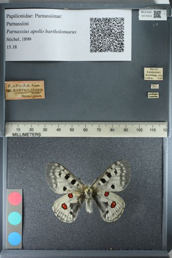 Media type: image;   Entomology 175314